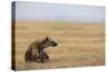 Spotted hyena (Crocuta crocuta), Ngorongoro Conservation Area, Tanzania, East Africa, Africa-Ashley Morgan-Stretched Canvas