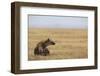 Spotted hyena (Crocuta crocuta), Ngorongoro Conservation Area, Tanzania, East Africa, Africa-Ashley Morgan-Framed Premium Photographic Print