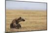 Spotted hyena (Crocuta crocuta), Ngorongoro Conservation Area, Tanzania, East Africa, Africa-Ashley Morgan-Mounted Premium Photographic Print