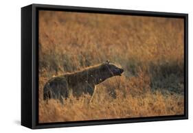 Spotted hyena (Crocuta crocuta), Serengeti National Park, Tanzania, East Africa, Africa-Ashley Morgan-Framed Stretched Canvas
