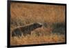 Spotted hyena (Crocuta crocuta), Serengeti National Park, Tanzania, East Africa, Africa-Ashley Morgan-Framed Photographic Print