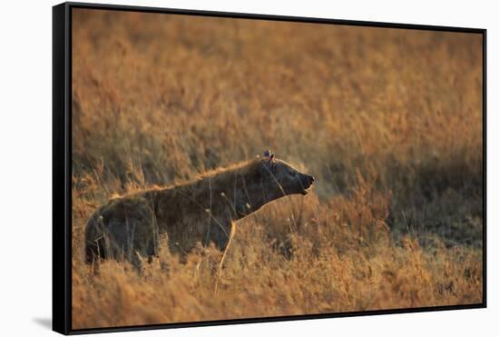 Spotted hyena (Crocuta crocuta), Serengeti National Park, Tanzania, East Africa, Africa-Ashley Morgan-Framed Stretched Canvas