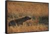 Spotted hyena (Crocuta crocuta), Serengeti National Park, Tanzania, East Africa, Africa-Ashley Morgan-Framed Stretched Canvas