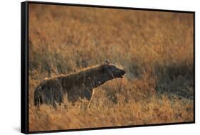 Spotted hyena (Crocuta crocuta), Serengeti National Park, Tanzania, East Africa, Africa-Ashley Morgan-Framed Stretched Canvas