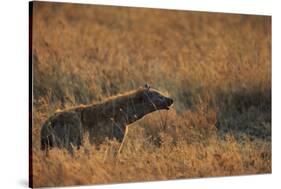 Spotted hyena (Crocuta crocuta), Serengeti National Park, Tanzania, East Africa, Africa-Ashley Morgan-Stretched Canvas