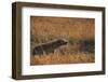 Spotted hyena (Crocuta crocuta), Serengeti National Park, Tanzania, East Africa, Africa-Ashley Morgan-Framed Photographic Print