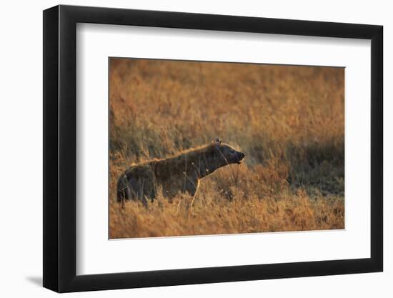 Spotted hyena (Crocuta crocuta), Serengeti National Park, Tanzania, East Africa, Africa-Ashley Morgan-Framed Photographic Print