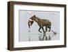 Spotted Hyena (Crocuta Crocuta) With Lesser Flamingo (Phoenicopterus Minor) It Has Just Caught-Denis-Huot-Framed Photographic Print