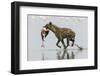 Spotted Hyena (Crocuta Crocuta) With Lesser Flamingo (Phoenicopterus Minor) It Has Just Caught-Denis-Huot-Framed Photographic Print