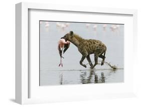 Spotted Hyena (Crocuta Crocuta) With Lesser Flamingo (Phoenicopterus Minor) It Has Just Caught-Denis-Huot-Framed Photographic Print