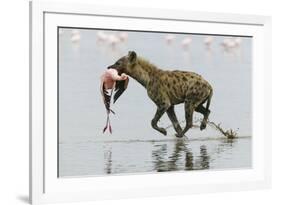 Spotted Hyena (Crocuta Crocuta) With Lesser Flamingo (Phoenicopterus Minor) It Has Just Caught-Denis-Huot-Framed Photographic Print