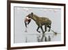 Spotted Hyena (Crocuta Crocuta) With Lesser Flamingo (Phoenicopterus Minor) It Has Just Caught-Denis-Huot-Framed Photographic Print