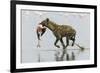 Spotted Hyena (Crocuta Crocuta) With Lesser Flamingo (Phoenicopterus Minor) It Has Just Caught-Denis-Huot-Framed Photographic Print