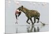 Spotted Hyena (Crocuta Crocuta) With Lesser Flamingo (Phoenicopterus Minor) It Has Just Caught-Denis-Huot-Mounted Photographic Print