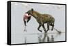 Spotted Hyena (Crocuta Crocuta) With Lesser Flamingo (Phoenicopterus Minor) It Has Just Caught-Denis-Huot-Framed Stretched Canvas