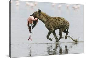 Spotted Hyena (Crocuta Crocuta) With Lesser Flamingo (Phoenicopterus Minor) It Has Just Caught-Denis-Huot-Stretched Canvas