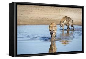 Spotted Hyena (Crocuta Crocuta), Zambia, Africa-Janette Hill-Framed Stretched Canvas
