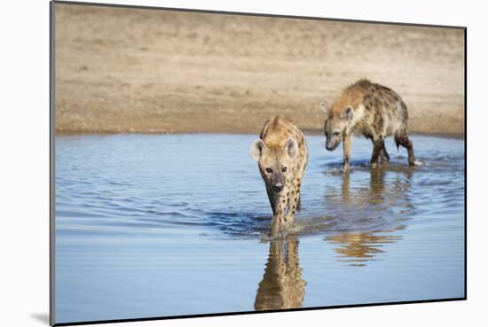 Spotted Hyena (Crocuta Crocuta), Zambia, Africa-Janette Hill-Mounted Premium Photographic Print