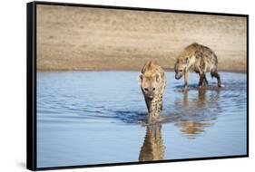 Spotted Hyena (Crocuta Crocuta), Zambia, Africa-Janette Hill-Framed Stretched Canvas