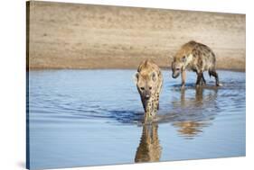 Spotted Hyena (Crocuta Crocuta), Zambia, Africa-Janette Hill-Stretched Canvas