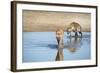 Spotted Hyena (Crocuta Crocuta), Zambia, Africa-Janette Hill-Framed Photographic Print