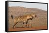 Spotted hyena (Crocuta crocuta), Zimanga private game reserve, KwaZulu-Natal-Ann and Steve Toon-Framed Stretched Canvas