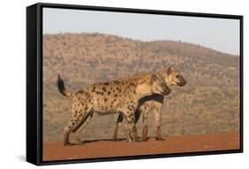 Spotted hyena (Crocuta crocuta), Zimanga private game reserve, KwaZulu-Natal-Ann and Steve Toon-Framed Stretched Canvas