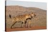 Spotted hyena (Crocuta crocuta), Zimanga private game reserve, KwaZulu-Natal-Ann and Steve Toon-Stretched Canvas