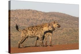 Spotted hyena (Crocuta crocuta), Zimanga private game reserve, KwaZulu-Natal-Ann and Steve Toon-Stretched Canvas