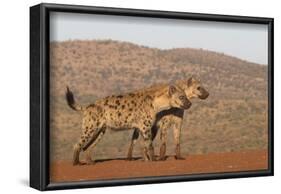 Spotted hyena (Crocuta crocuta), Zimanga private game reserve, KwaZulu-Natal-Ann and Steve Toon-Framed Photographic Print