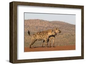 Spotted hyena (Crocuta crocuta), Zimanga private game reserve, KwaZulu-Natal-Ann and Steve Toon-Framed Photographic Print