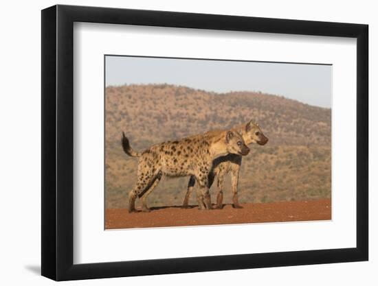 Spotted hyena (Crocuta crocuta), Zimanga private game reserve, KwaZulu-Natal-Ann and Steve Toon-Framed Photographic Print