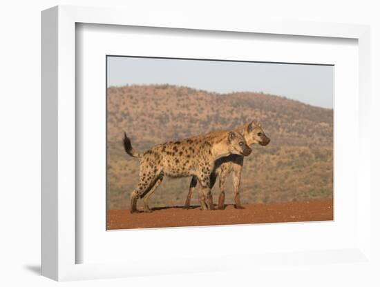 Spotted hyena (Crocuta crocuta), Zimanga private game reserve, KwaZulu-Natal-Ann and Steve Toon-Framed Photographic Print