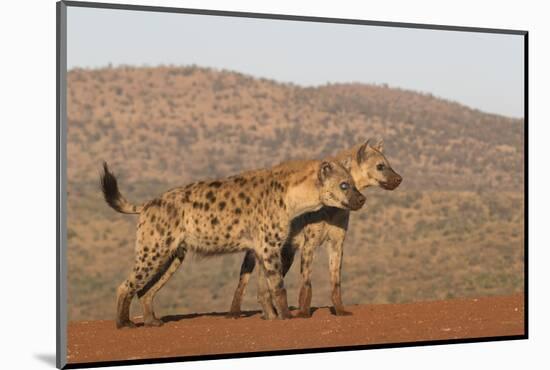 Spotted hyena (Crocuta crocuta), Zimanga private game reserve, KwaZulu-Natal-Ann and Steve Toon-Mounted Photographic Print