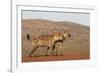 Spotted hyena (Crocuta crocuta), Zimanga private game reserve, KwaZulu-Natal-Ann and Steve Toon-Framed Photographic Print