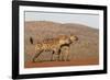 Spotted hyena (Crocuta crocuta), Zimanga private game reserve, KwaZulu-Natal-Ann and Steve Toon-Framed Photographic Print