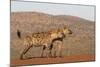 Spotted hyena (Crocuta crocuta), Zimanga private game reserve, KwaZulu-Natal-Ann and Steve Toon-Mounted Photographic Print