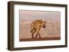 Spotted hyena (Crocuta crocuta), Zimanga private game reserve, KwaZulu-Natal-Ann and Steve Toon-Framed Photographic Print