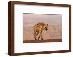 Spotted hyena (Crocuta crocuta), Zimanga private game reserve, KwaZulu-Natal-Ann and Steve Toon-Framed Photographic Print