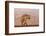 Spotted hyena (Crocuta crocuta), Zimanga private game reserve, KwaZulu-Natal-Ann and Steve Toon-Framed Photographic Print