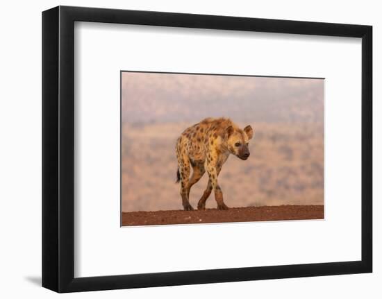 Spotted hyena (Crocuta crocuta), Zimanga private game reserve, KwaZulu-Natal-Ann and Steve Toon-Framed Photographic Print