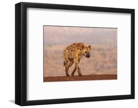 Spotted hyena (Crocuta crocuta), Zimanga private game reserve, KwaZulu-Natal-Ann and Steve Toon-Framed Photographic Print