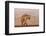 Spotted hyena (Crocuta crocuta), Zimanga private game reserve, KwaZulu-Natal-Ann and Steve Toon-Framed Photographic Print