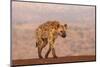 Spotted hyena (Crocuta crocuta), Zimanga private game reserve, KwaZulu-Natal-Ann and Steve Toon-Mounted Photographic Print