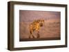 Spotted hyena (Crocuta crocuta), Zimanga private game reserve, KwaZulu-Natal-Ann and Steve Toon-Framed Photographic Print