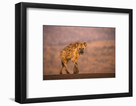 Spotted hyena (Crocuta crocuta), Zimanga private game reserve, KwaZulu-Natal-Ann and Steve Toon-Framed Photographic Print