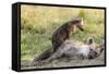 Spotted Hyena Family with Cubs, Maasai Mara, Kenya-Martin Zwick-Framed Stretched Canvas