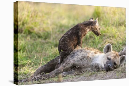 Spotted Hyena Family with Cubs, Maasai Mara, Kenya-Martin Zwick-Stretched Canvas