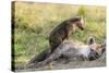 Spotted Hyena Family with Cubs, Maasai Mara, Kenya-Martin Zwick-Stretched Canvas