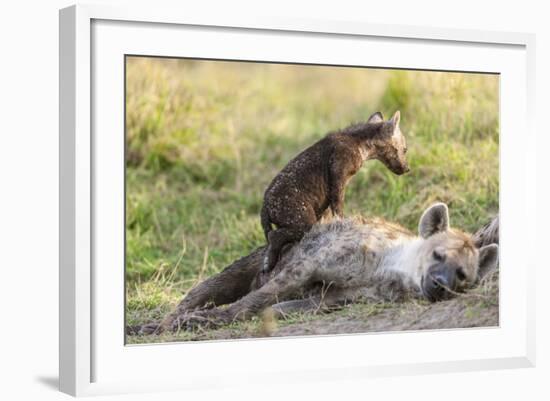 Spotted Hyena Family with Cubs, Maasai Mara, Kenya-Martin Zwick-Framed Photographic Print